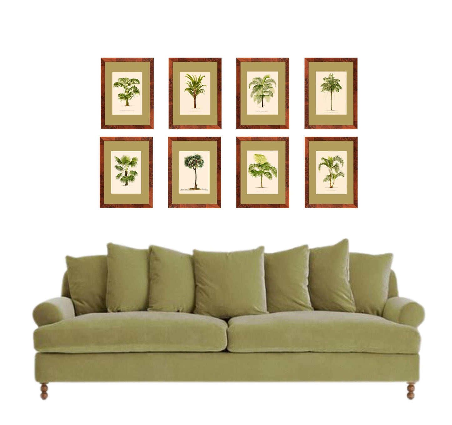 Palm collection