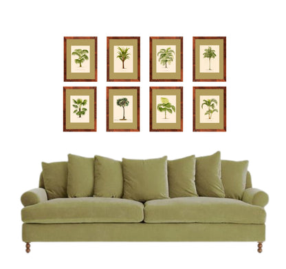 Palm collection