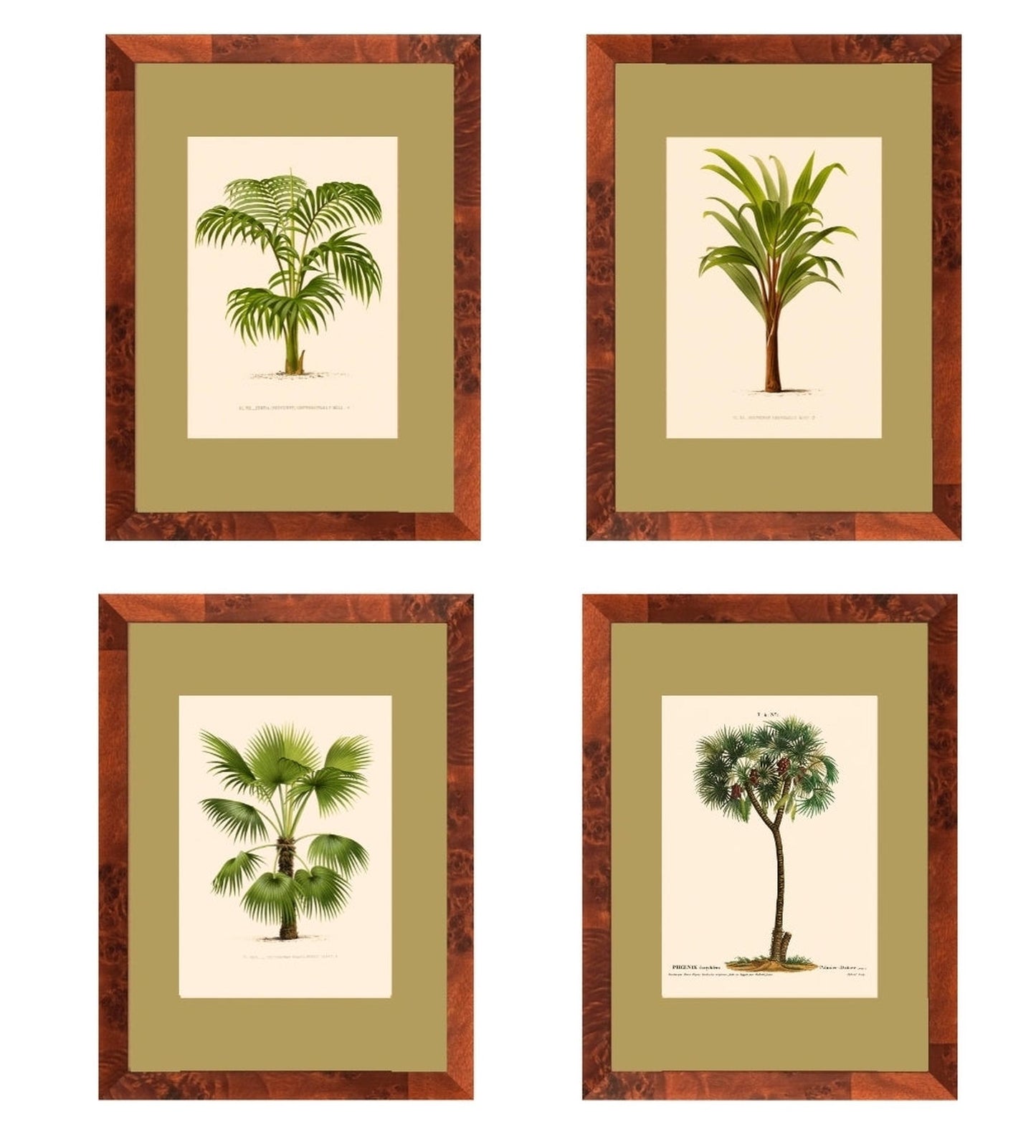 Palm collection