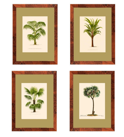 Palm collection