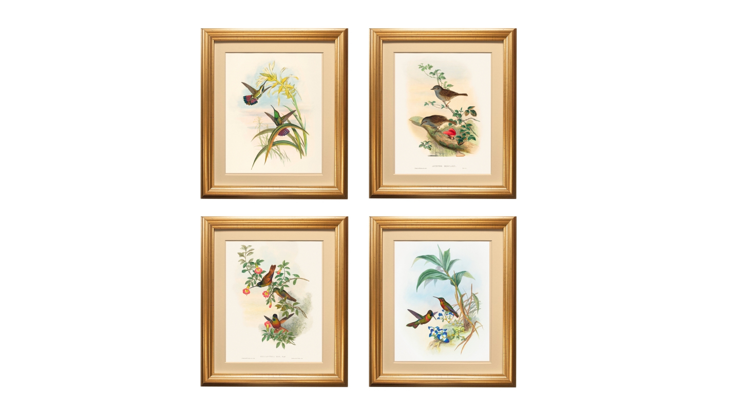 Bird collection