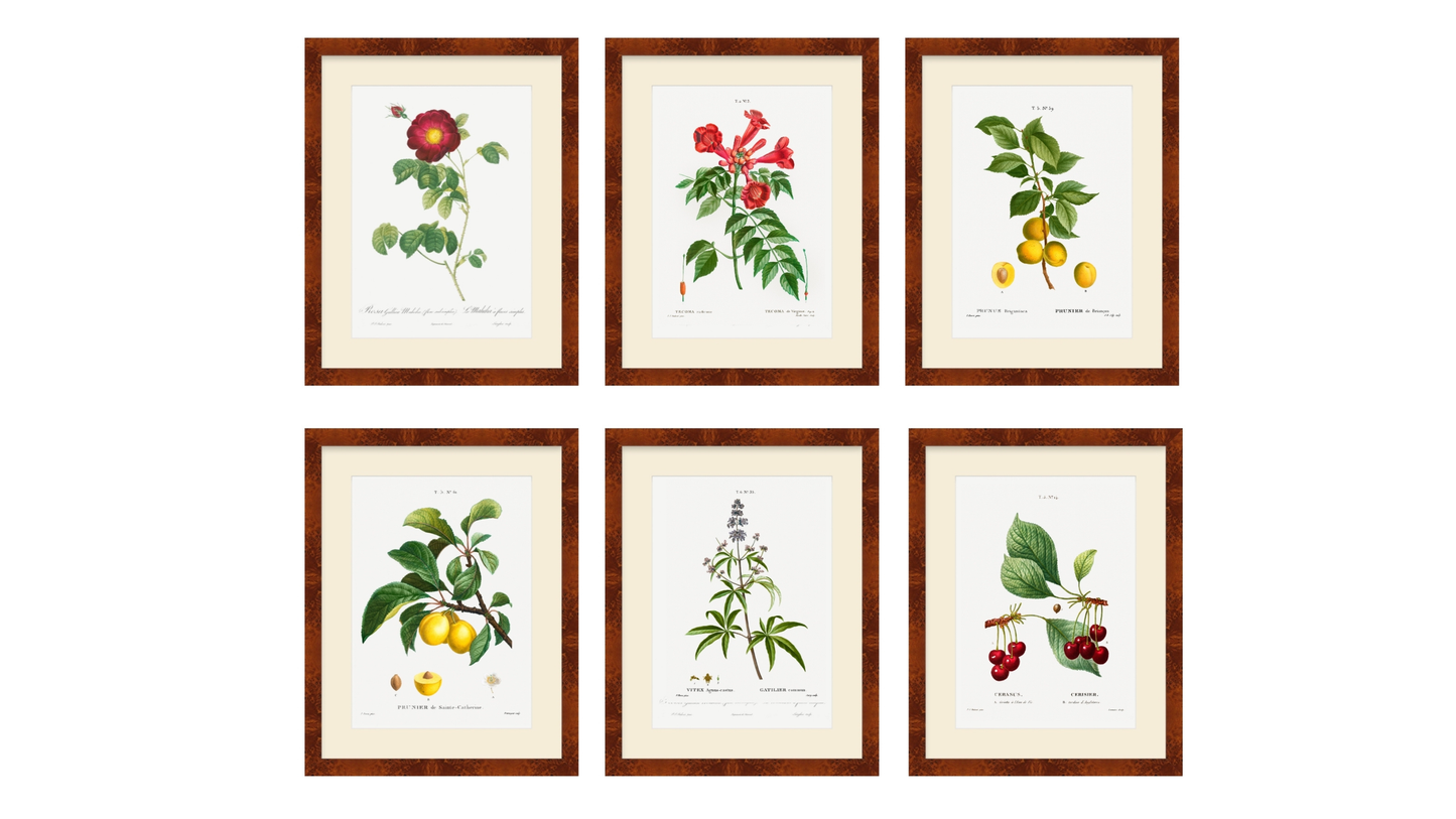 BOTANICAL FRUIT