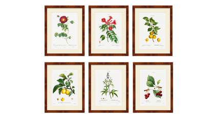 BOTANICAL FRUIT