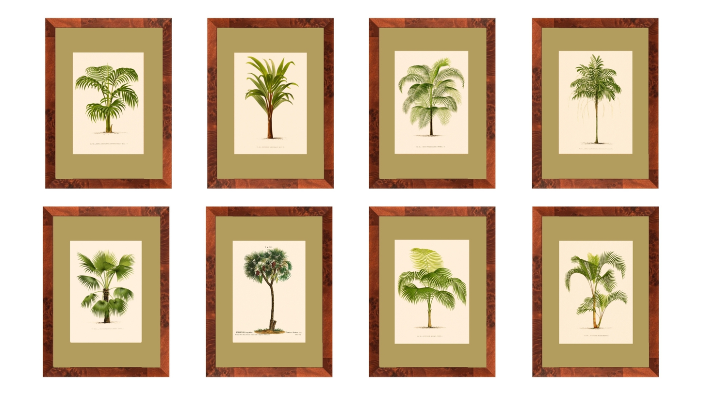 Palm collection