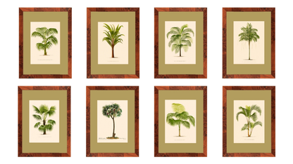 Palm collection